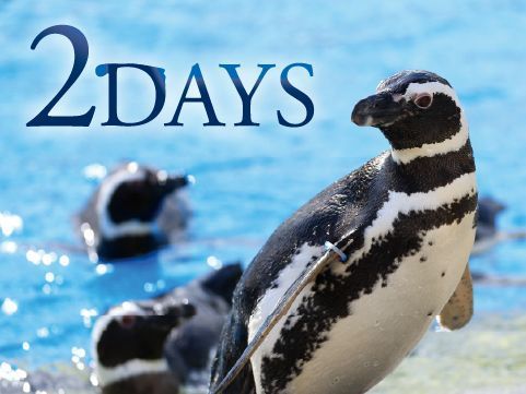 ２DAYS（Dタイム）14時入館